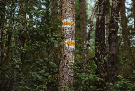 Miško Takas 56. Merkinė – Nemunaitis.