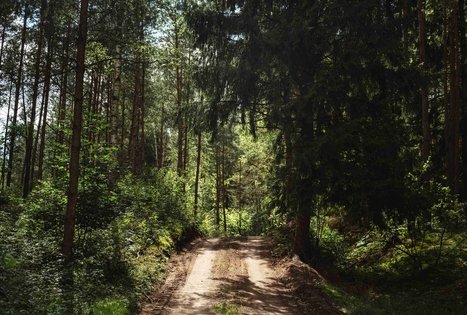 Miško Takas 56. Merkinė – Nemunaitis.