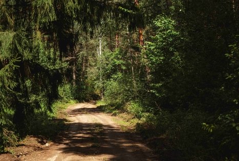 Miško Takas 56. Merkinė – Nemunaitis.