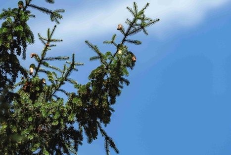 Miško Takas 56. Merkinė – Nemunaitis.