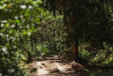 Miško Takas 56. Merkinė – Nemunaitis.