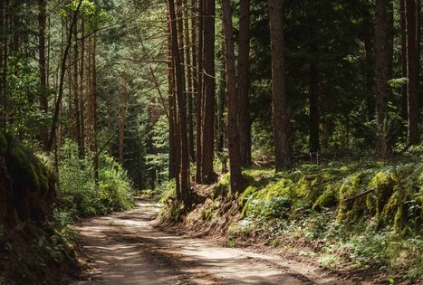 Miško Takas 56. Merkinė – Nemunaitis.