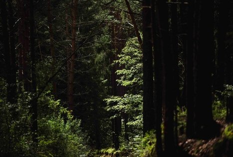 Miško Takas 56. Merkinė – Nemunaitis.