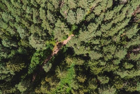 Miško Takas 56. Merkinė – Nemunaitis.