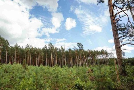 Miško Takas 55. Žiogeliai – Merkinė.