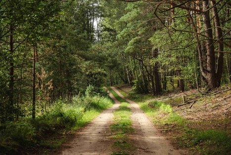 Miško Takas 54. Didžiasalis – Druskininkai – Žiogeliai.