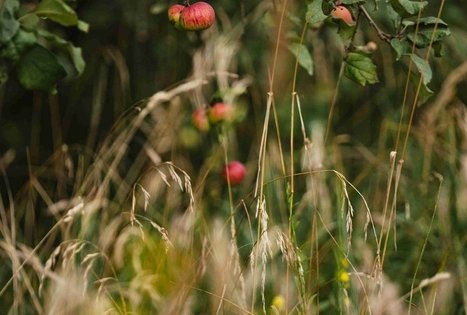 Miško Takas 55. Žiogeliai – Merkinė.