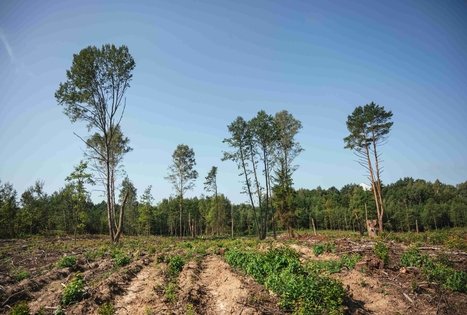 Miško Takas 51. Lazdijai – Veisiejai.