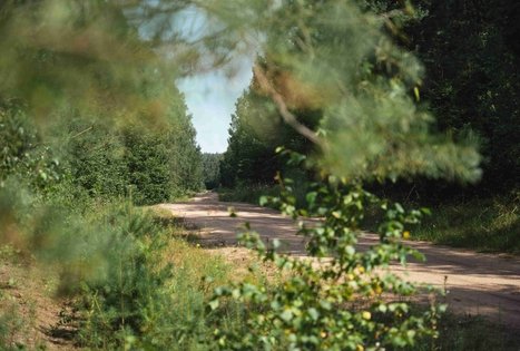 Miško Takas 51. Lazdijai – Veisiejai.