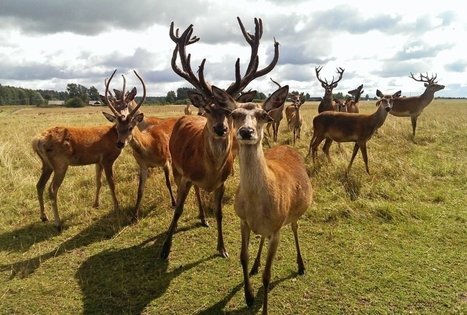 Danielių ir elnių ferma sodyboje „Barono vila“