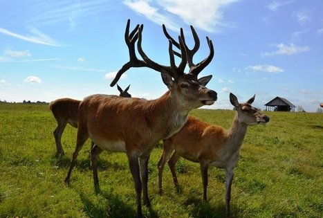 Danielių ir elnių ferma sodyboje „Barono vila“