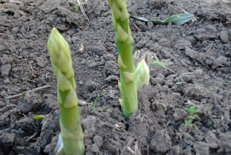 Jurgitos Krištopaitienės šparagų ūkis