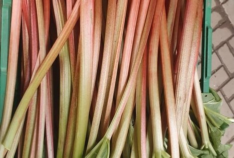 Jurgitos Krištopaitienės šparagų ūkis