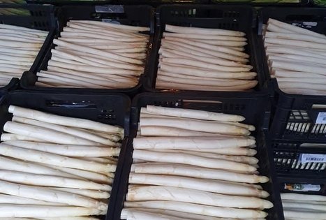 Jurgitos Krištopaitienės šparagų ūkis