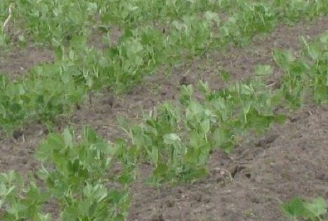 Jurgitos Krištopaitienės šparagų ūkis