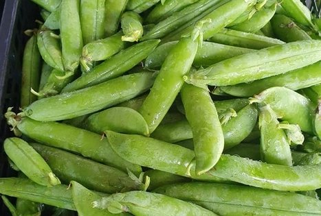 Jurgitos Krištopaitienės šparagų ūkis