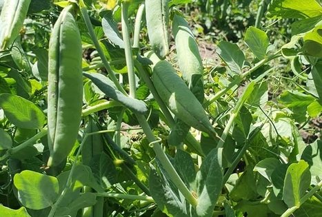 Jurgitos Krištopaitienės šparagų ūkis