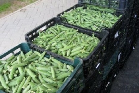 Jurgitos Krištopaitienės šparagų ūkis