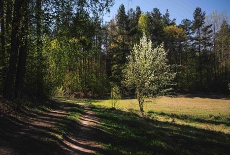 Miško Takas 56. Merkinė – Nemunaitis.