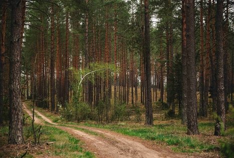 Miško Takas 54. Didžiasalis – Druskininkai – Žiogeliai.
