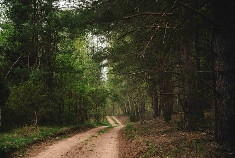 Miško Takas 54. Didžiasalis – Druskininkai – Žiogeliai.