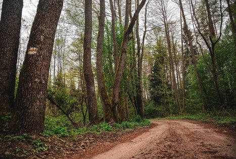 Miško Takas 54. Didžiasalis – Druskininkai – Žiogeliai.