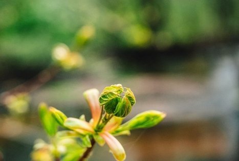 Miško Takas 54. Didžiasalis – Druskininkai – Žiogeliai.