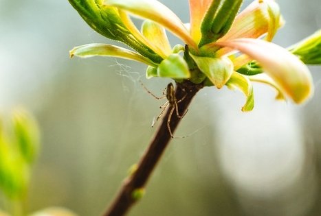 Miško Takas 54. Didžiasalis – Druskininkai – Žiogeliai.