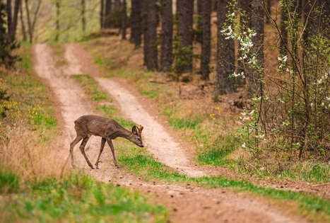 Miško Takas 54. Didžiasalis – Druskininkai – Žiogeliai.