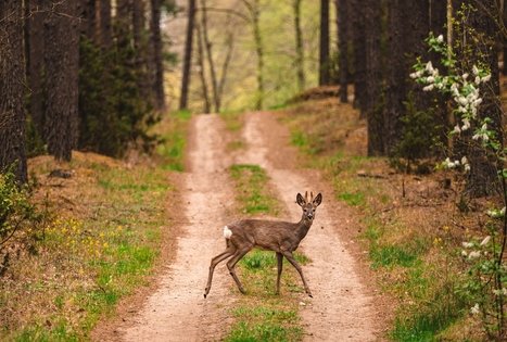 Miško Takas 54. Didžiasalis – Druskininkai – Žiogeliai.