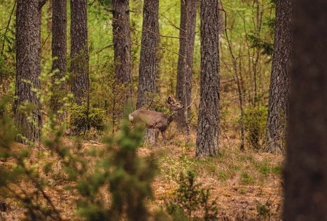 Miško Takas 54. Didžiasalis – Druskininkai – Žiogeliai.