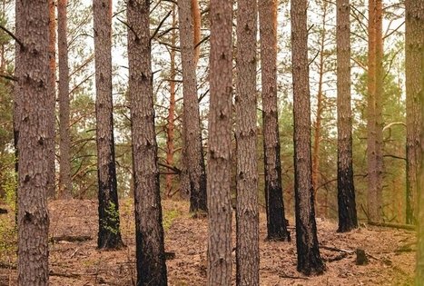 Miško Takas 54. Didžiasalis – Druskininkai – Žiogeliai.