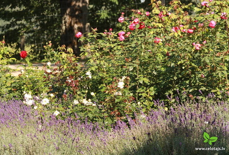 Berghof Pieno dvaras