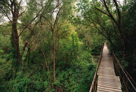 Beždžionių tiltas