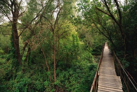 Miško Takas 69. Kirkšnovė – Kaulakiai.