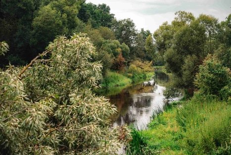 Beždžionių tiltas