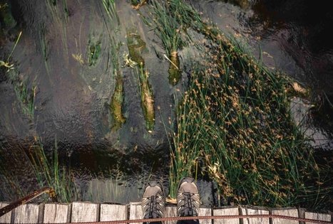 Beždžionių tiltas