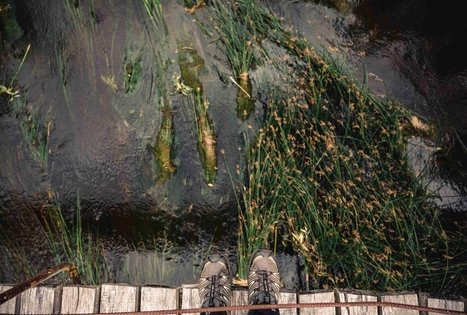 Miško Takas 69. Kirkšnovė – Kaulakiai.