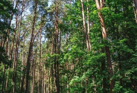 Miško Takas 60. Birštonas – Alksniakiemis.