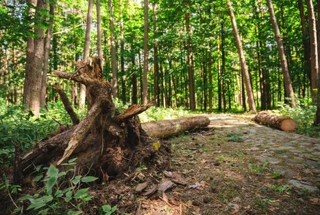 Miško Takas 60. Birštonas – Alksniakiemis.