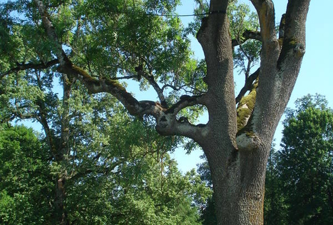 The Blankenfelde Estate