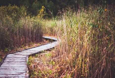 Botanikos takas šalia Palūšės