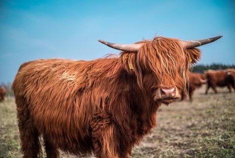 Highland Cattle farm