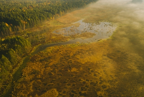 Čepkelių raisto mokomasis takas