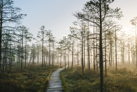 Čepkelių raisto mokomasis takas