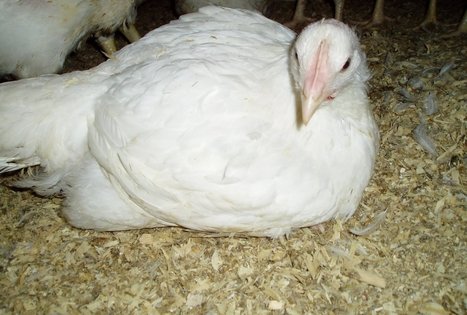 Lino Zabulionio ūkis