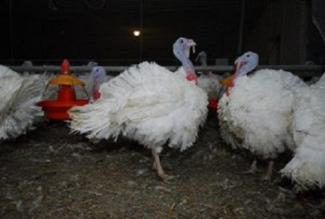 Ginto Cimakausko ūkis