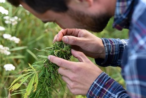 Kanapių ūkis Šironija