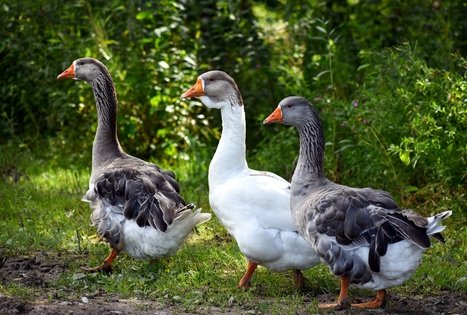 Birutės ir Virginijaus Dapkų ūkis