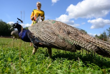 Birutės ir Virginijaus Dapkų ūkis